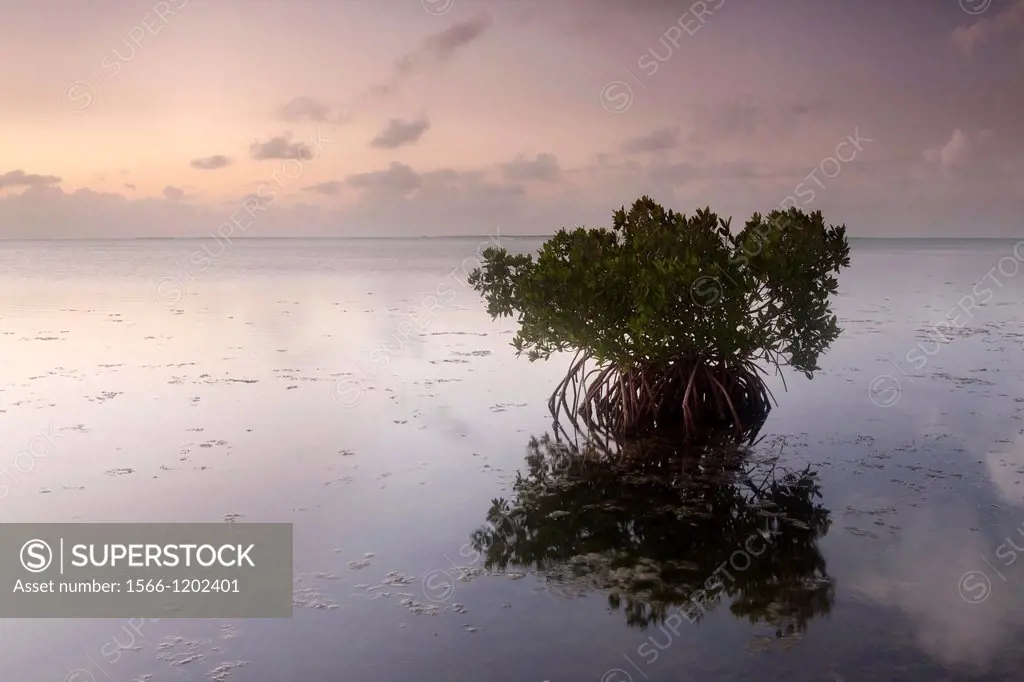 Mangrove trees growing in the sea at dawn, Big Pine Key, Florida, USA