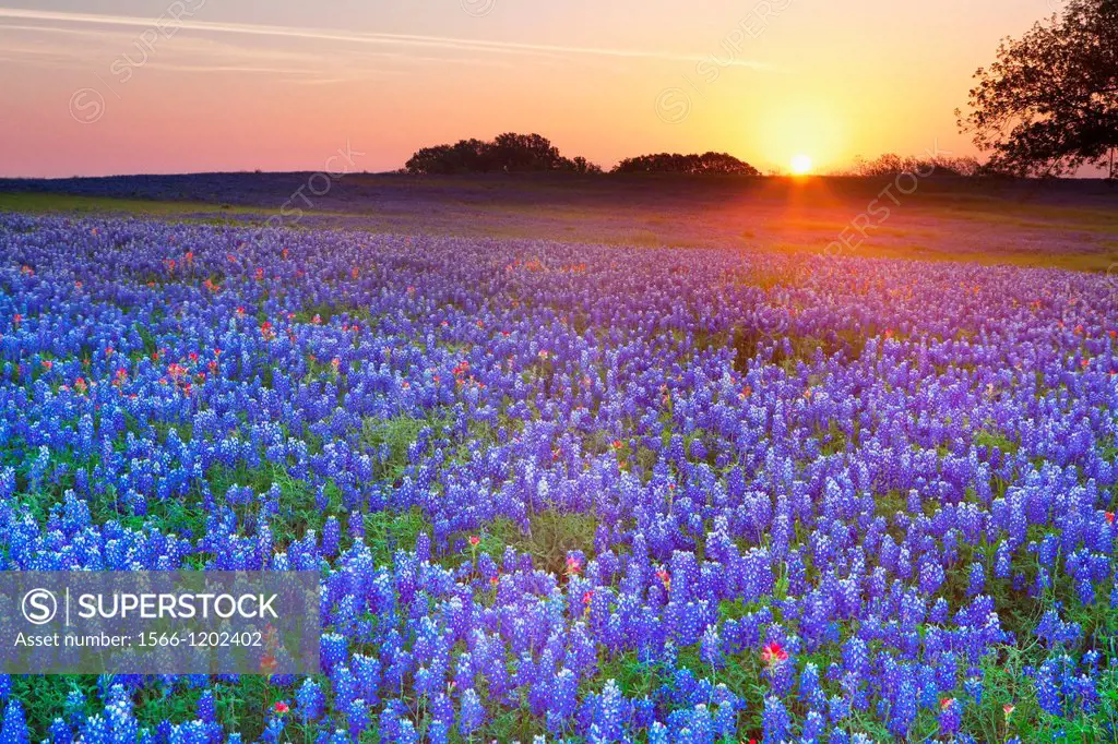 Early morning sunrise against a field of Texas bluebonnets, Lupininus texensis, Texas, USA