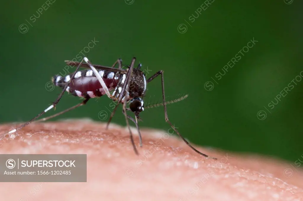 Mosquito sucking blood. Image taken at Kampung Skudup, Sarawak, Malaysia.