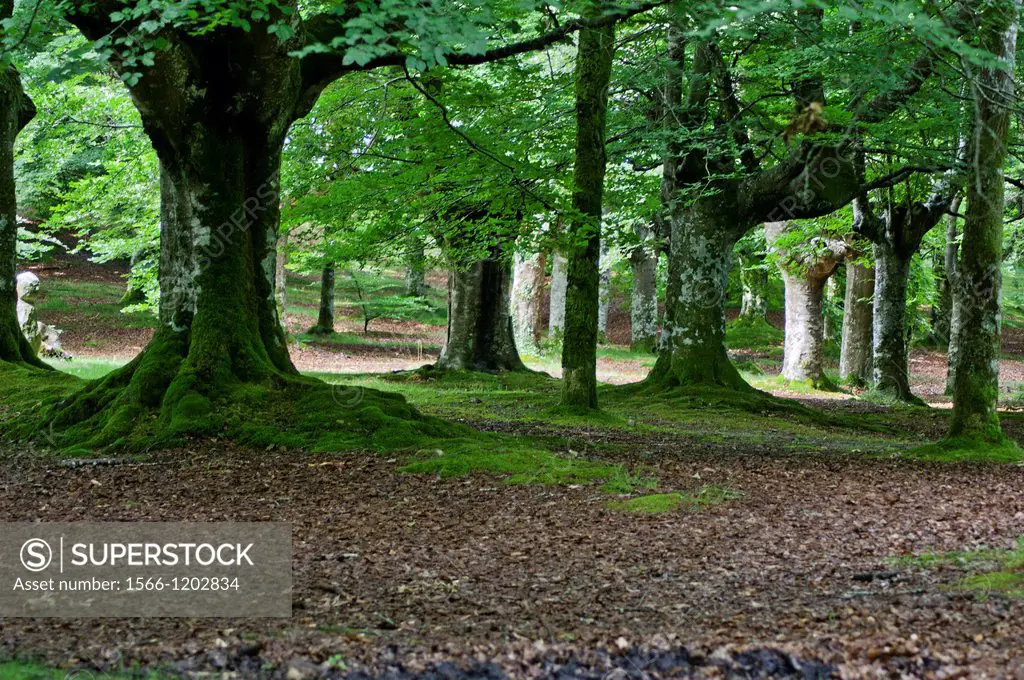 Forest landscape with beechs at Urkiola Natural Park, Vizcaya, Basque Country, Spain
