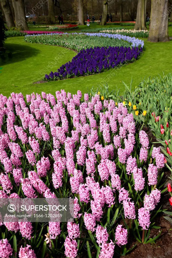 Diferent colours in the Tulip field, Keukenhof, Nederland