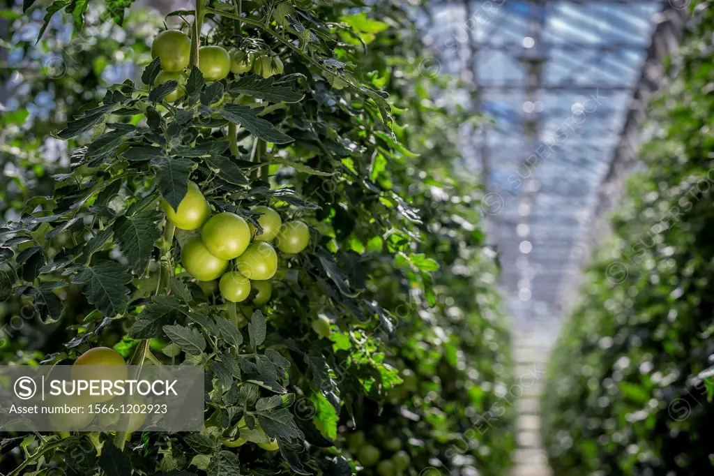 Tomatoes growing in greenhouse, Iceland Greenhouses are heated with geothermal energy keeping the cost of energy affordable and clean