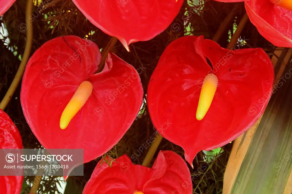 Flamingo flower, Tail flower, Painter´s palette, Anthurium andraeanum