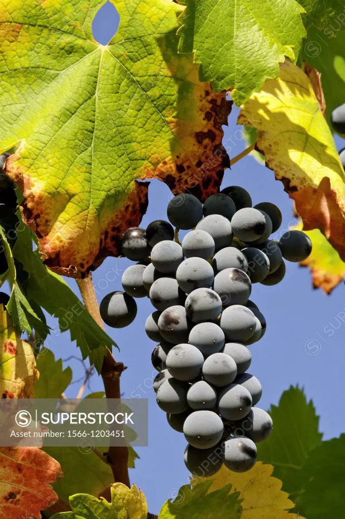 Riped grapes, Las Casas del Conde, Sierra de Francia, Salamanca, Castilla y Leon, Spain