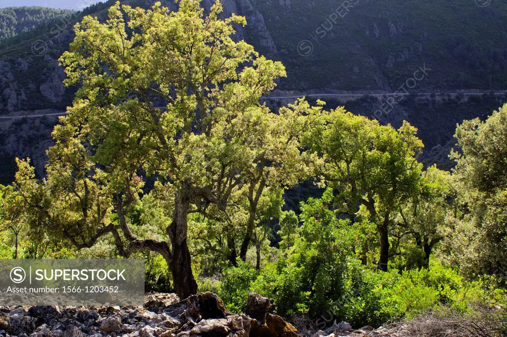 Mediterranean forest with cork oaks from Fuente el Aguila trail, Herguijuela de la Sierra, Las Batuecas & Sierra de Francia Natural Park, Salamanca, C...