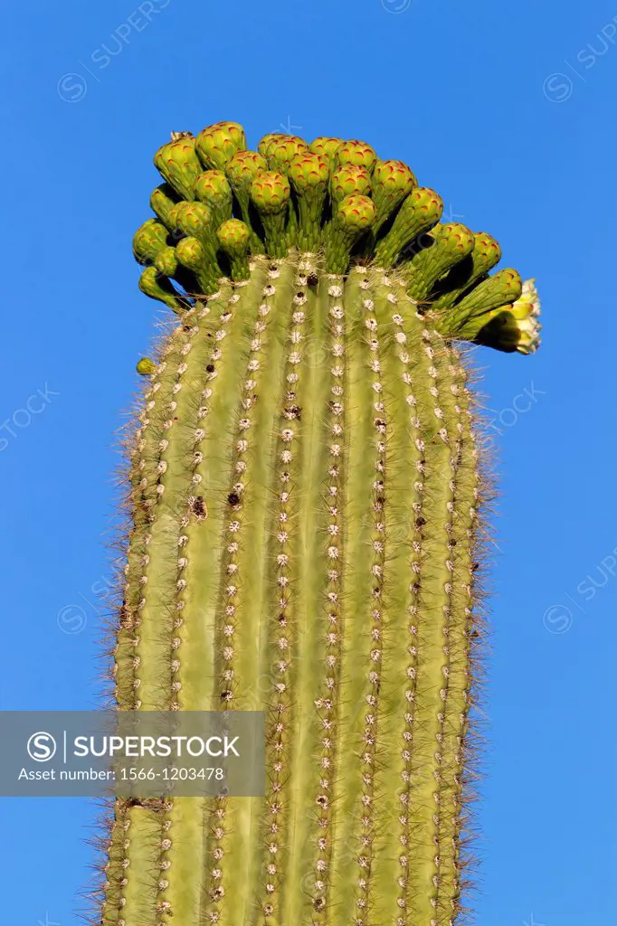 Detail of Giant Saguaro Carnegiea gigantea, Saguaro National Park, Sonora Desert, Arizona, Tucson, USA