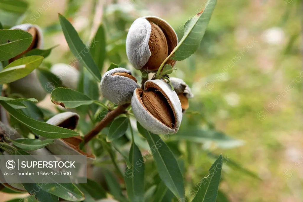 Almonds on an almond-tree  LLeida  Spain