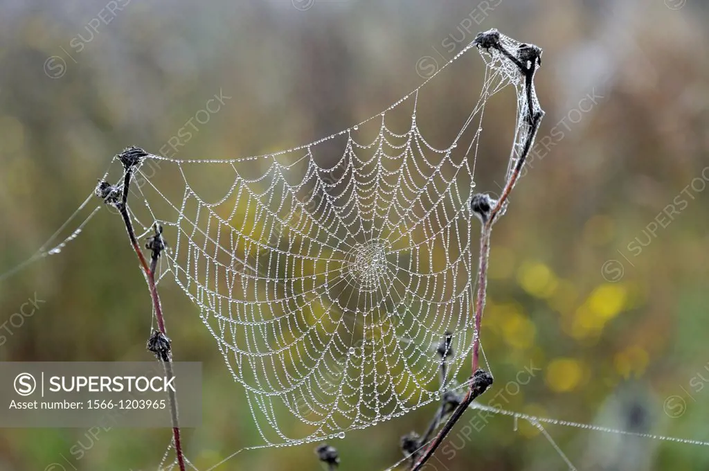 spider orb web, Forest of Rambouillet, Yvelines department, Ile-de-France region, France, Europe
