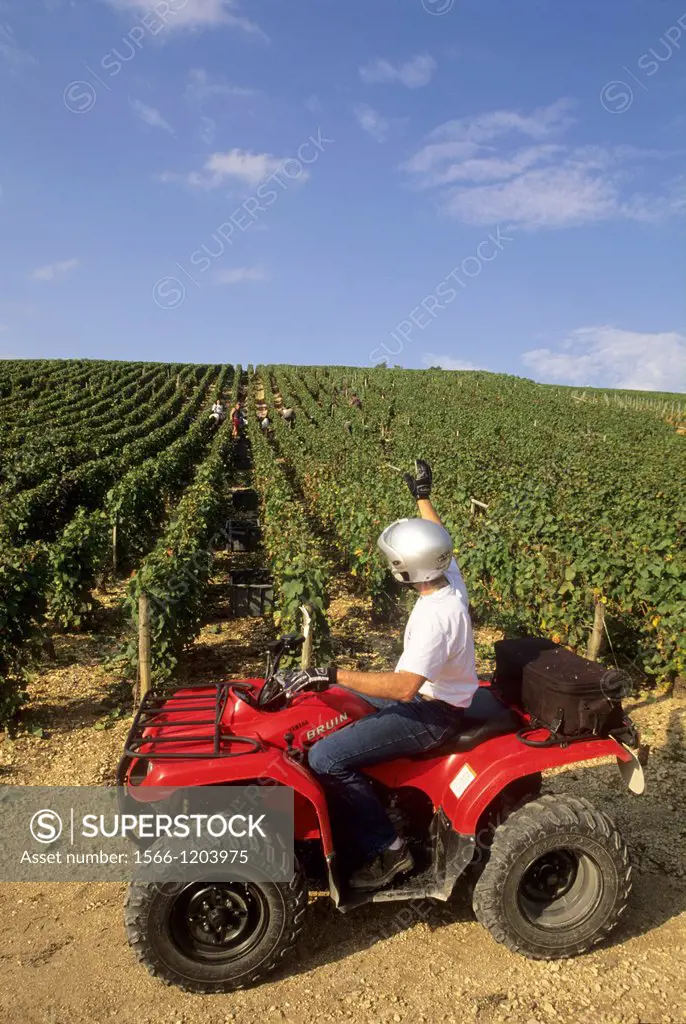 driving an ATV in the Champagne vineyard of the Cote des Bars, Aube department, Champagne-Ardenne region, France, Europe