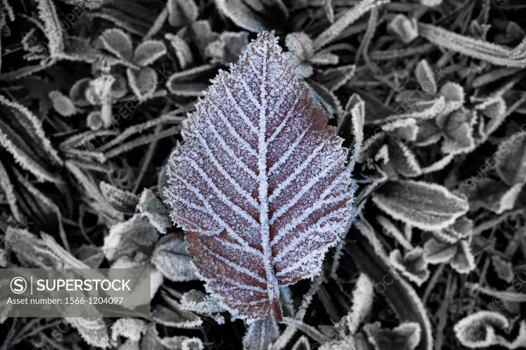 Frosted leaf