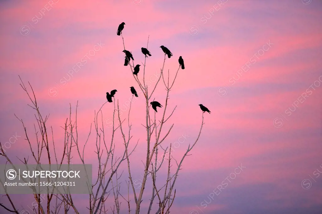 Corvus corax on trees  Evening in the Estany d´Ivars  Vila-sana  LLeida  Spain