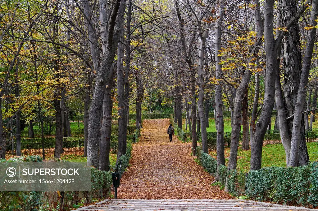 Line of trees in autumn at Retiro Park Madrid, Spain