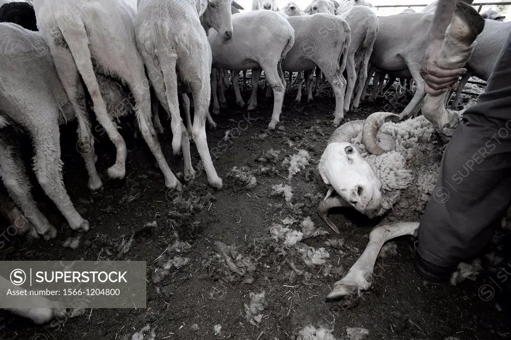 Sheep being sheared in Salamanca province  Castilla y León  Spain