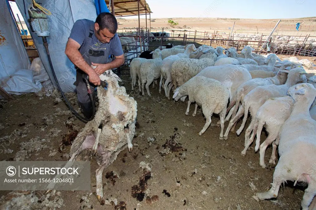 Young farmer shearing a sheep with a electrical scissors for wool  Salamanca province  Castilla y León  Spain