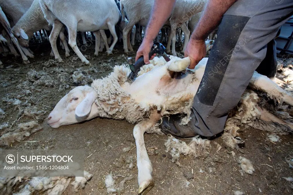 Farmer shearing a sheep with a electrical scissors for wool  Salamanca province  Castilla y León  Spain