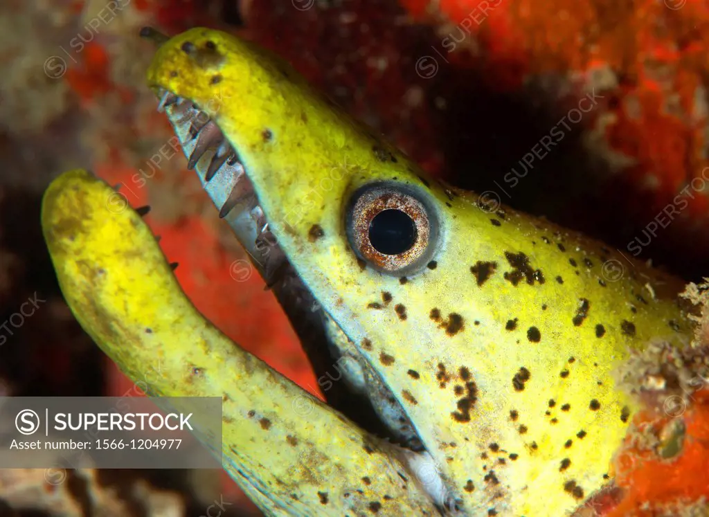 The yellow moray eel, Gymnothorax melatremus living in an artificial reef under an oil rig near Mabul Island