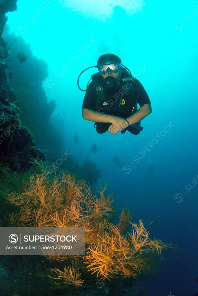 Divers swimming along the wall at Sipadan Island