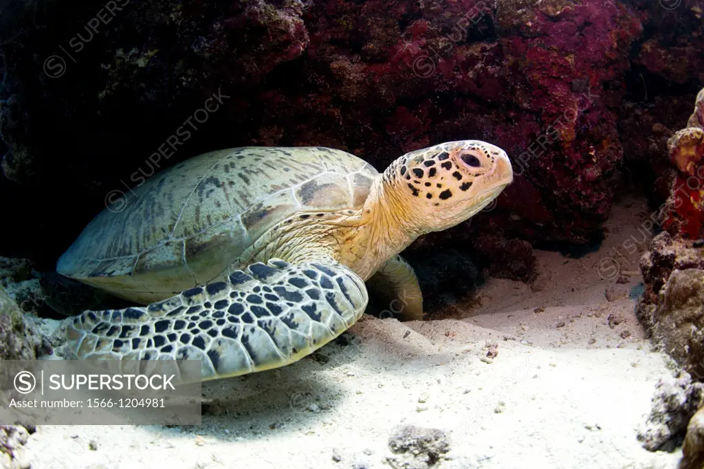 Green sea turtles - Chelonia mydas are very common around Pom Pom Island  The islands of the Celebes Sea are important nesting grounds for these marin...