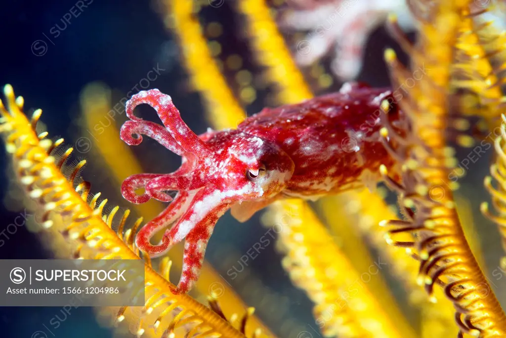 Juvenile cuttlefish less than 3 cm long shelters in the arms of a crinoid or featherstar