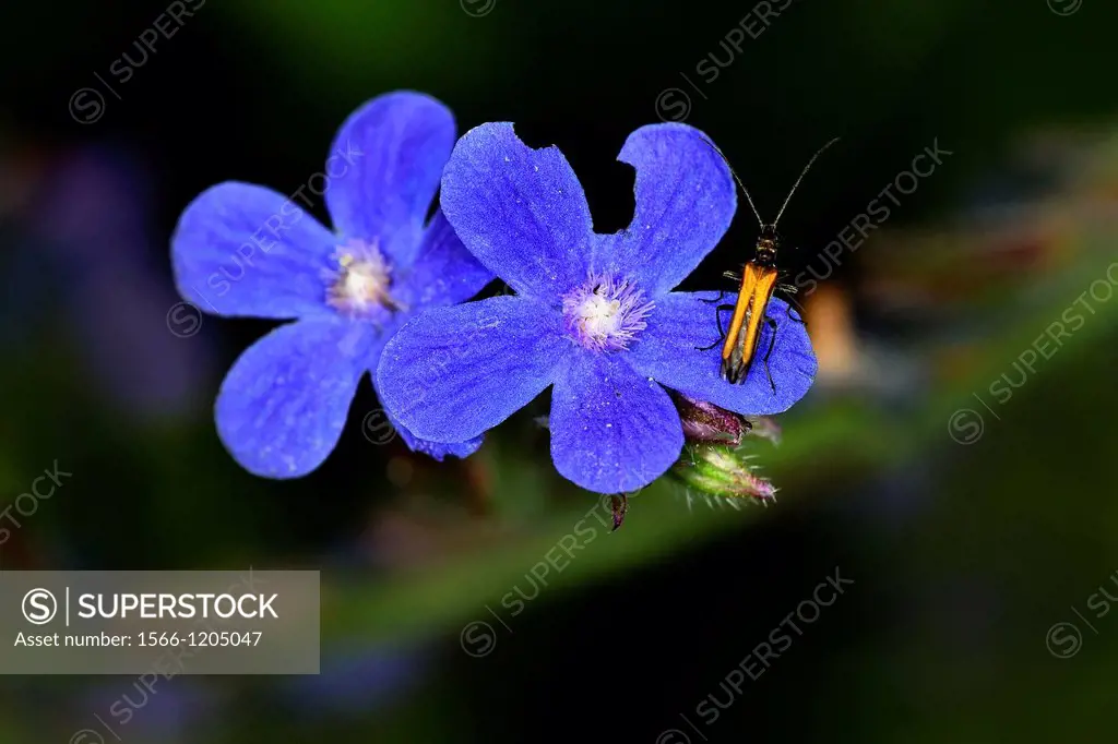 A Cerambysidae beetle Oedemera sp. ona the flower of Anchusa azurea, Greece