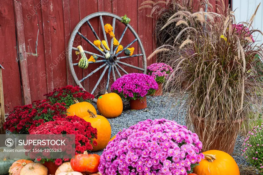 Fall scene with wagon wheel pumpkins and mums in the Finger Lakes region of New York