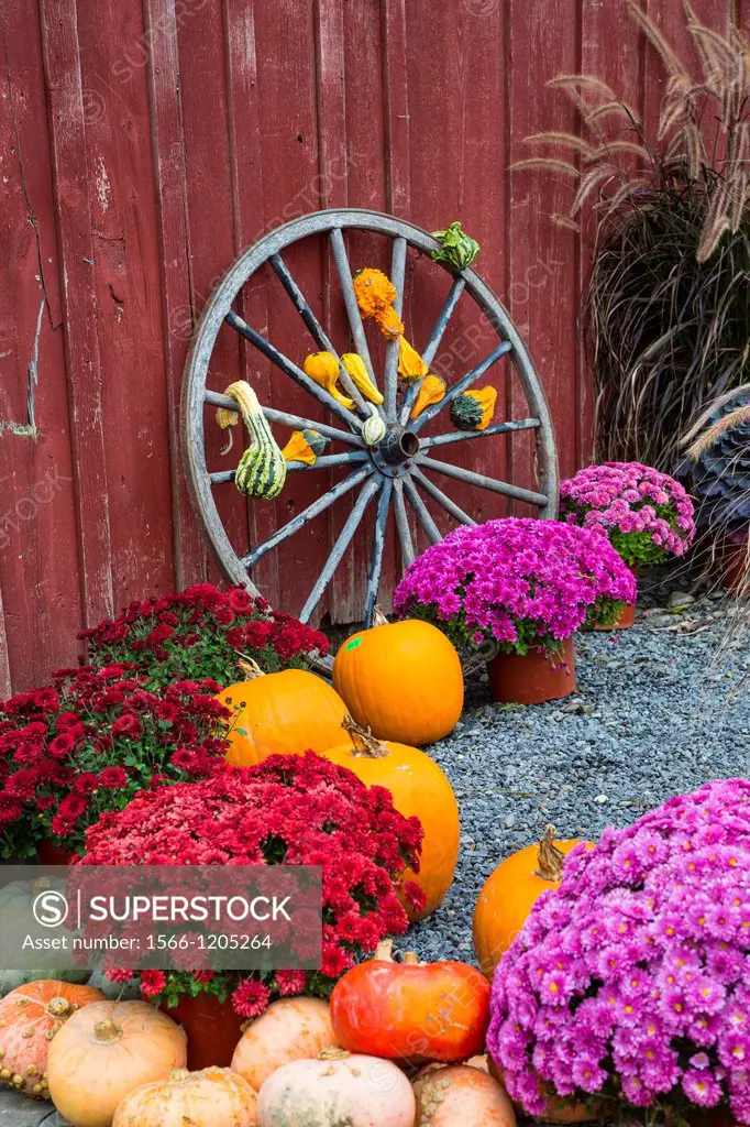 Fall scene with wagon wheel pumpkins and mums in the Finger Lakes region of New York