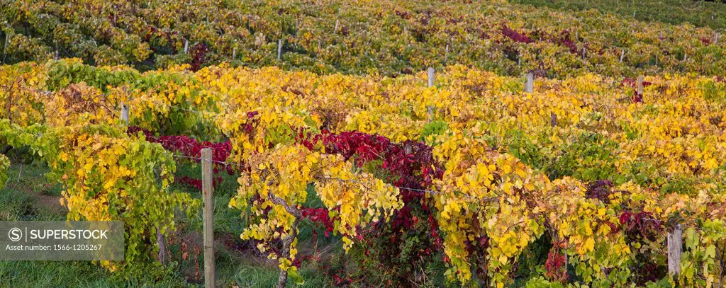 Fall colors in grape vineyards in the Finger Lakes region of New York