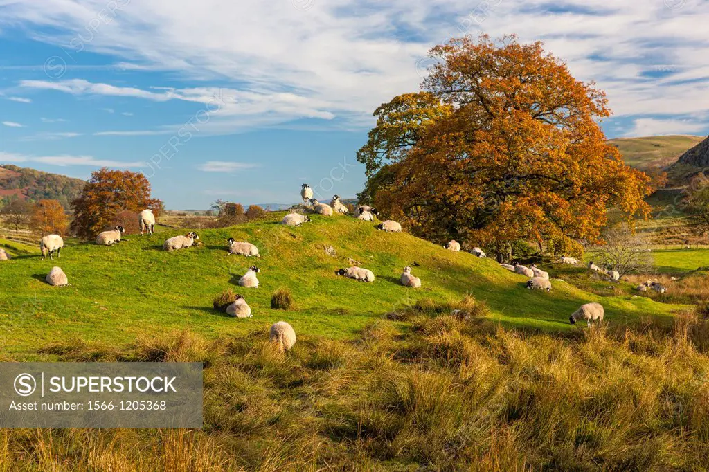 Sheep grazing in the Lake District National Park, Cumbria, England, UK, Europe