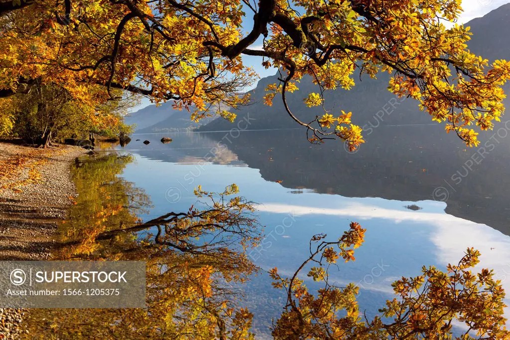 Autumn trees at Ullswater in the Lake District National Park, Cumbria, England, UK, Europe