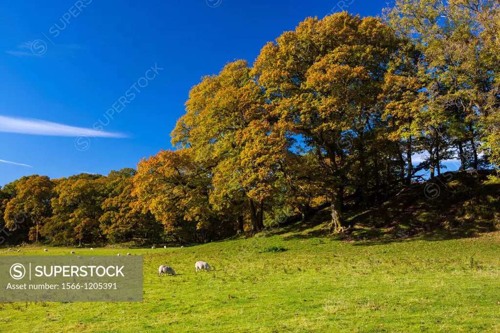 Sheep grazing, Peel Near Wood in the Lake District National Park, Cumbria, England, UK, Europe