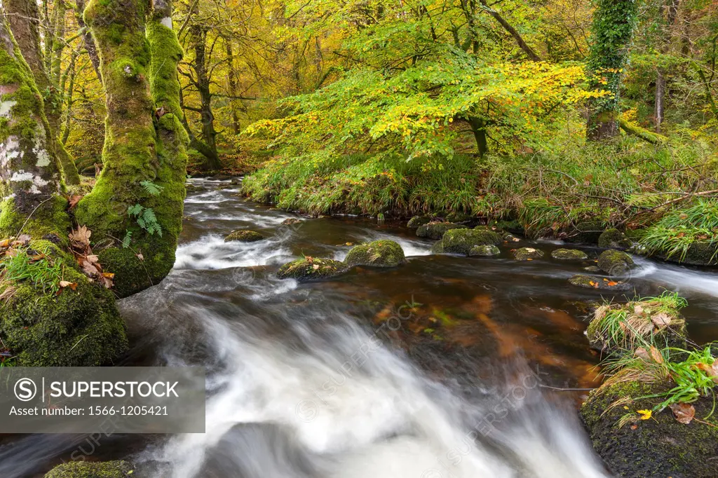 The East Dart River flowing through woodland at Dartmeet in Dartmoor National Park, Devon, England, UK, Europe