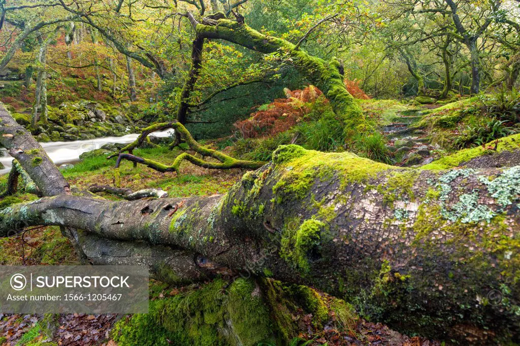 Dewerstone Wood near Shaugh Prior in Dartmoor National Park, Devon, England, UK, Europe
