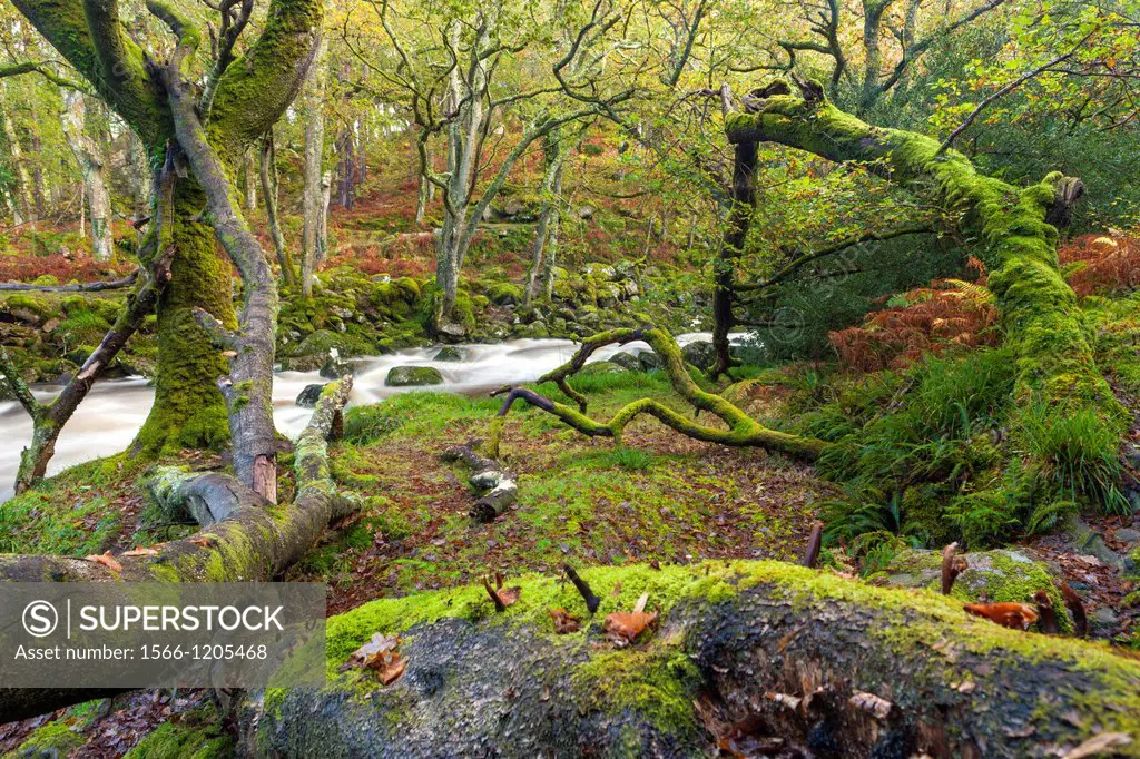 Dewerstone Wood near Shaugh Prior in Dartmoor National Park, Devon, England, UK, Europe