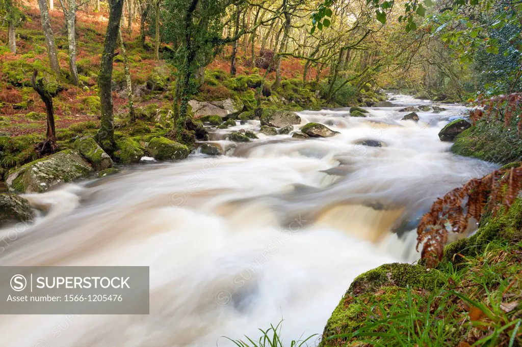 Rocky River Plym flowing through Dewerstone Wood near Shaugh Prior in Dartmoor National Park, Devon, England, UK, Europe