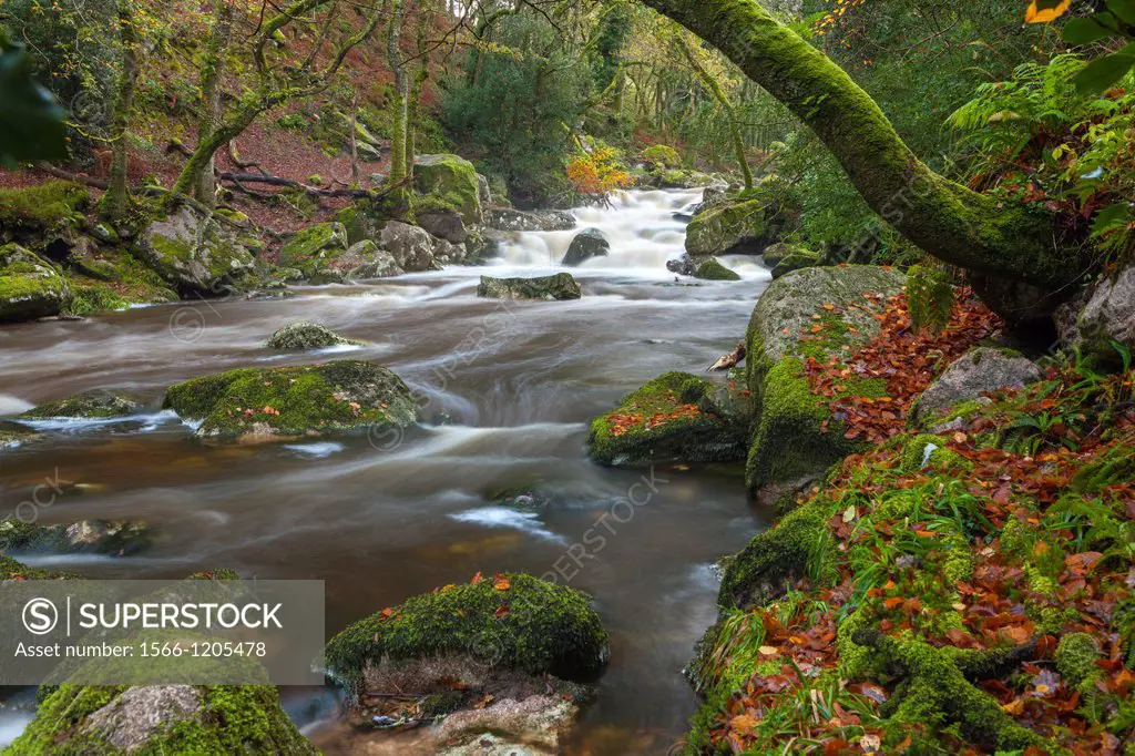 Rocky River Plym flowing through Dewerstone Wood near Shaugh Prior in Dartmoor National Park, Devon, England, UK, Europe