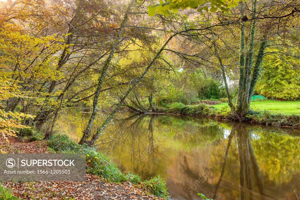 The River Teign flowing through Dunsford Wood in autumn in the Dartmoor National Park, Devon, England, UK, Europe