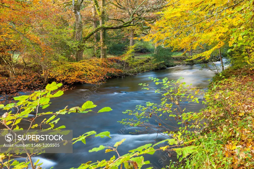 The River Teign flowing through Dunsford Wood in autumn in the Dartmoor National Park, Devon, England, UK, Europe