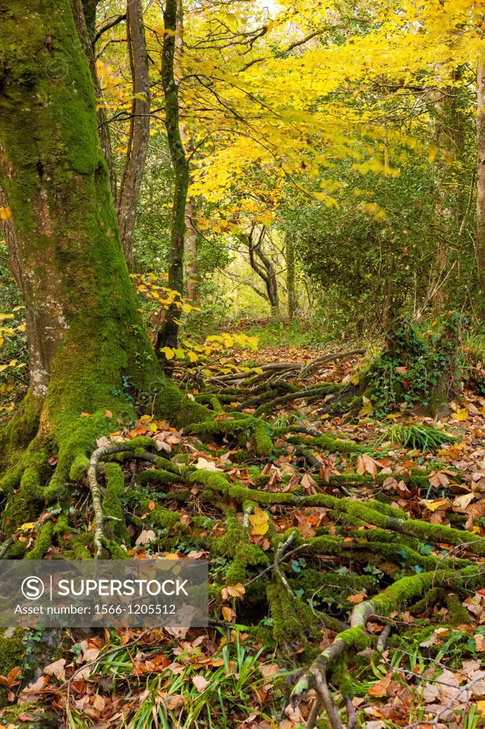 Dunsford Wood in autumn in the Dartmoor National Park, Devon, England, UK, Europe