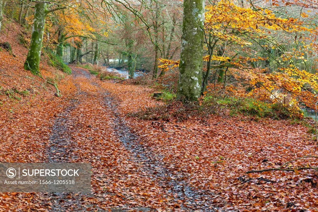 Hitchcombe Wood in autumn in the Dartmoor National Park, Devon, England, UK, Europe