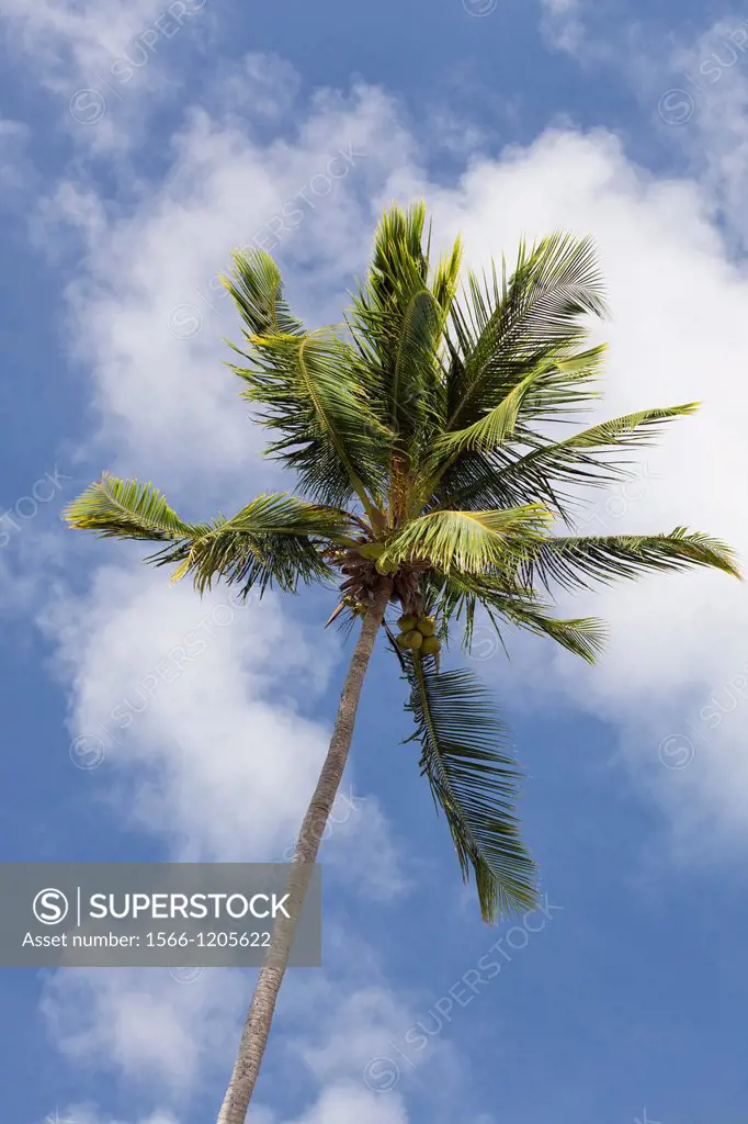 Palm tree and sky at Fajardo, Puerto Rico