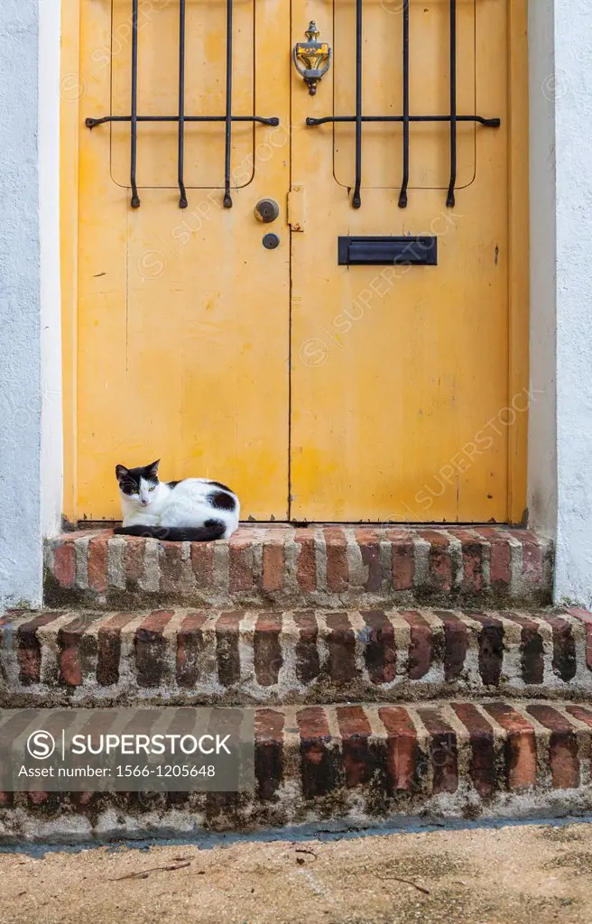San Juan is overrun with homeless cats  They spend their days hanging out on the doorways of Old San Juan, Puerto Rico