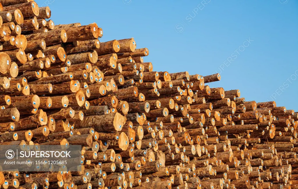 Stacks of logs to be used for lumber, Coos Bay, Oregon
