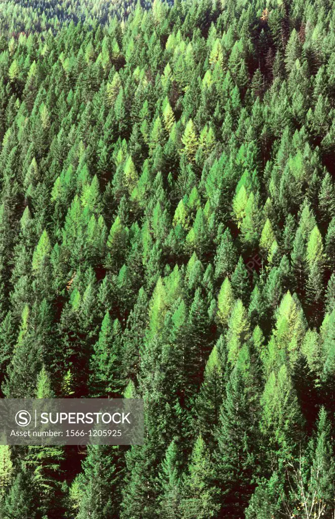 Ecology of the greening of America the forests of Pacific Northwest in the state of Washington USA