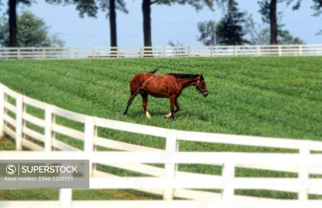 Beautiful expensive horse farm with white fence with horse grazing for Kentucky Derby type horses near Lexington Kentucky USA