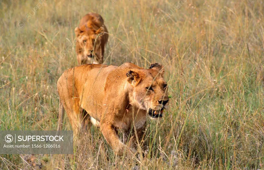 Female lions on prowl for food in Maasai area in jungle of Kenya Africa
