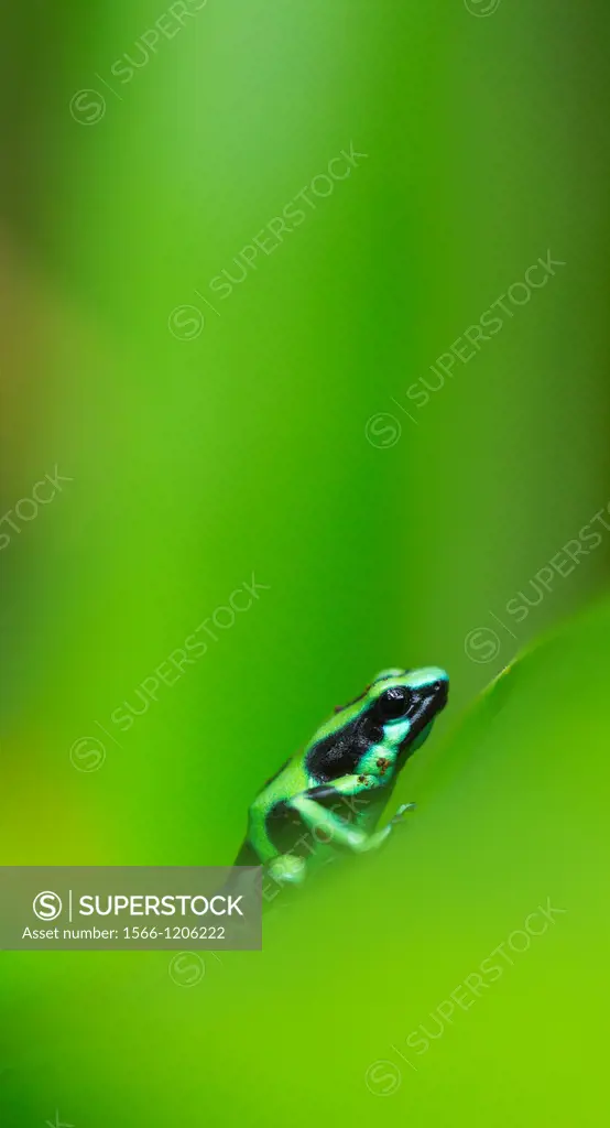 Oophaga pumilio frog, Tropical forest, Dolphin Bay, Bocas del Toro Archipelago, Bocas del Toro Province, Panama, Central America, America