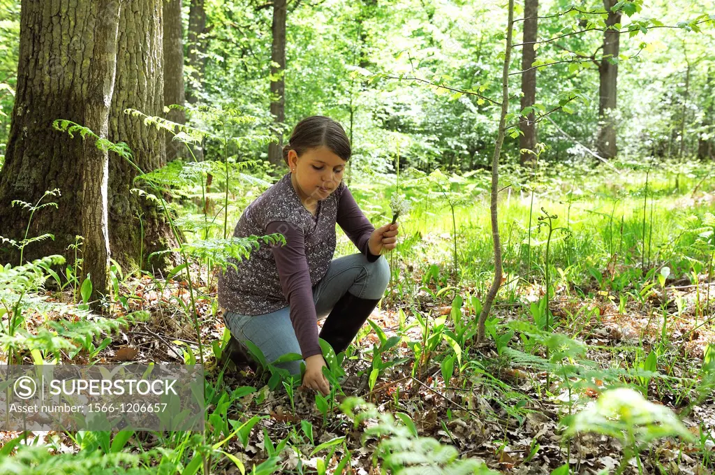little girl picking lily of the valley in the Forest of Rambouillet, Yvelines department, Ile-de-France region, France, Europe