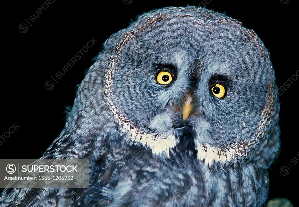 Great Grey Owl, strix nebulosa, Portrait of Adult