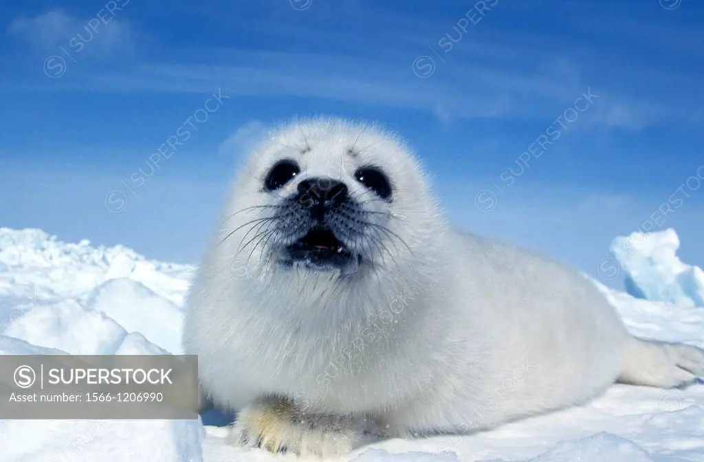 Harp Seal, pagophilus groenlandicus, Pup laying on Ice floe, Magdalena Island in Canada
