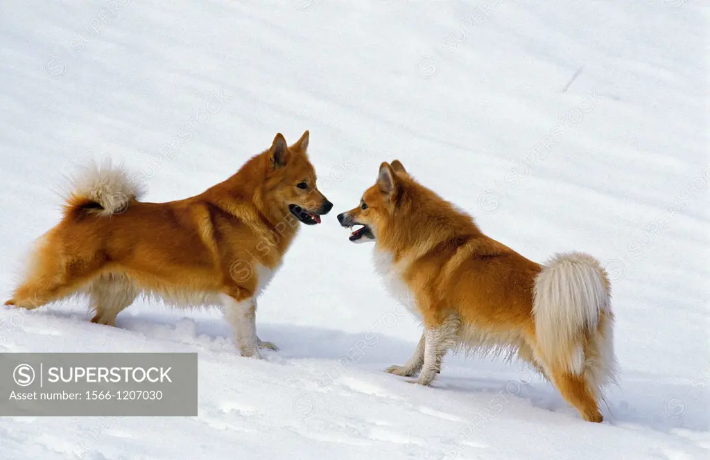 Iceland or Icelandic Sheepdog, Dogs standing in Snow